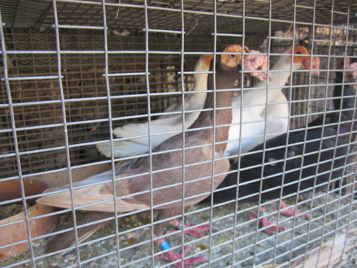 IMG_2521[1] - Carieri