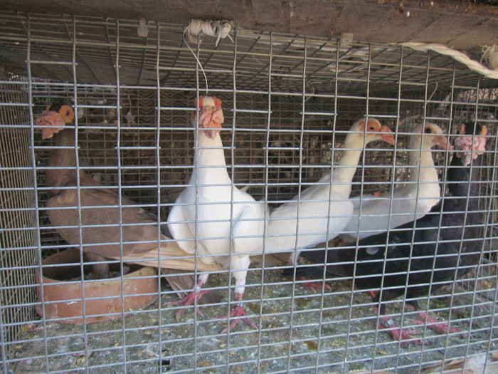 IMG_2520[1] - Carieri