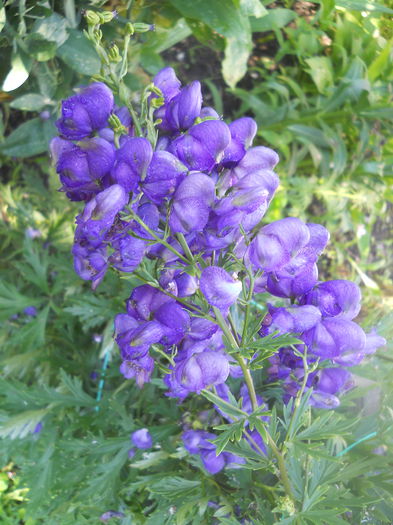 DSCN8261