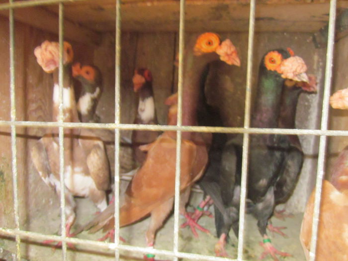 IMG_2522[1] - Carieri