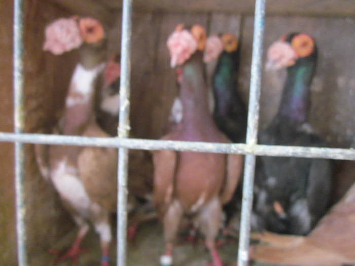 IMG_2524[1] - Carieri