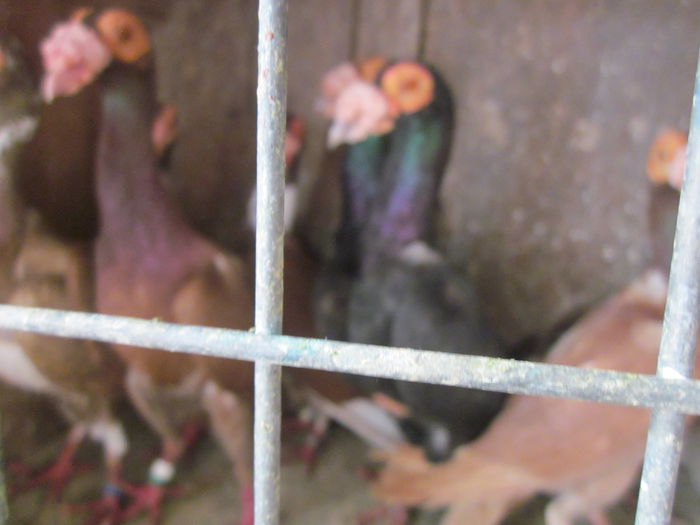 IMG_2526[1] - Carieri