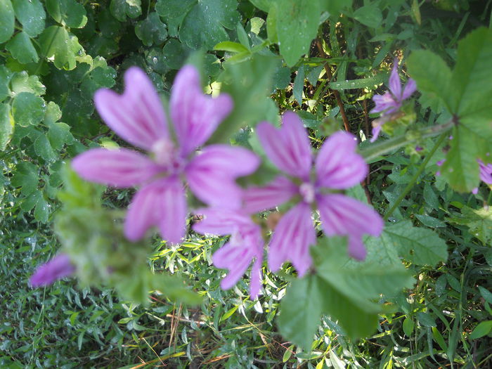 DSCN8265 - A43 VARA 2015