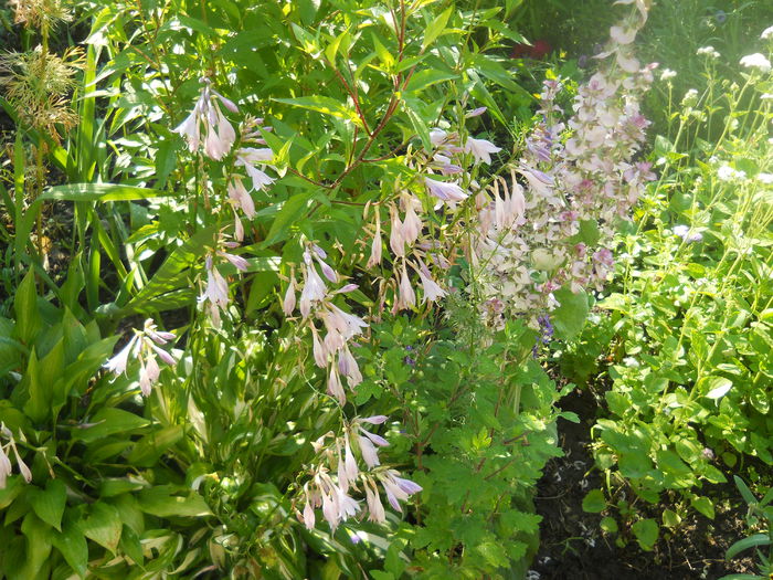 DSCN8271 - A43 VARA 2015