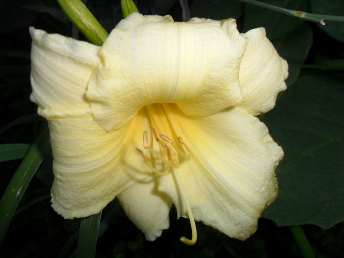 SAM_7431 - hemerocallis