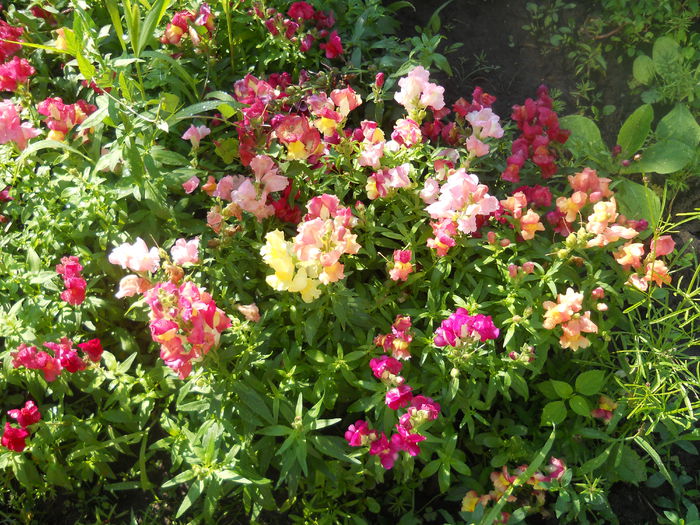 DSCN8273 - A43 VARA 2015