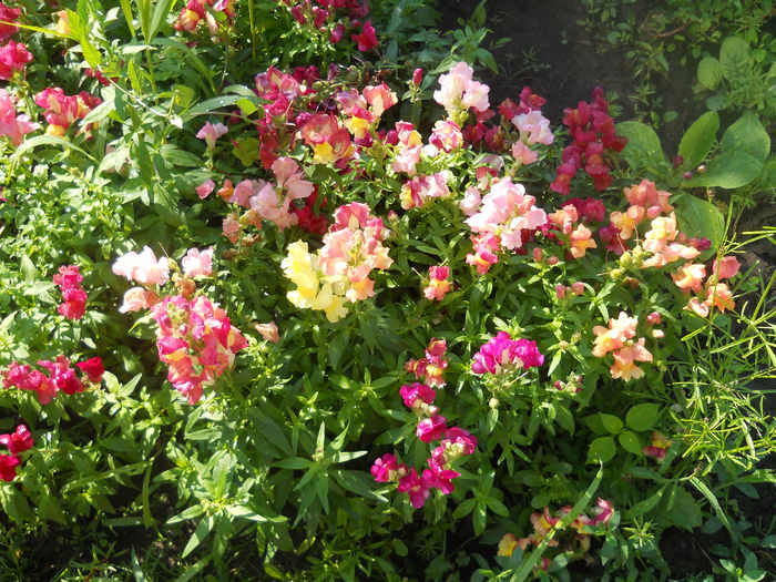DSCN8274 - A43 VARA 2015