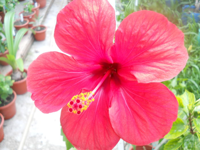 DSCN8284 - A43 VARA 2015