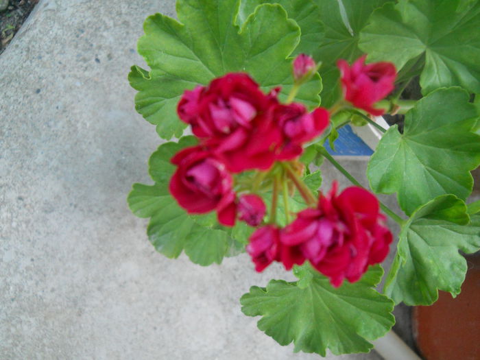 DSCN8285 - A43 VARA 2015