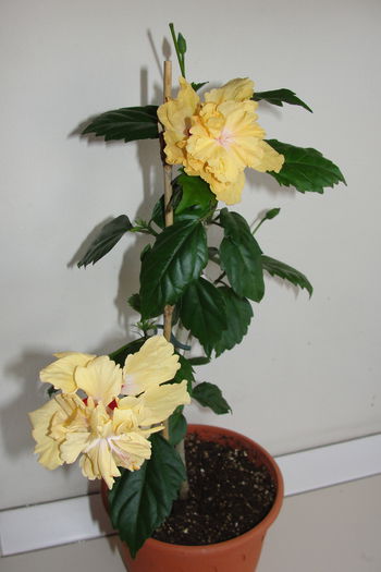 El Capitolio Sport of Sport