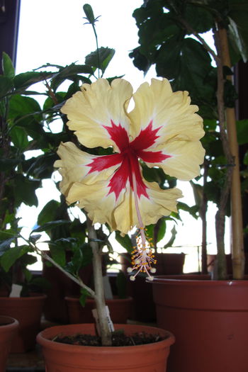 Sylvia Goodman - A0-Hibiscus 2015-1