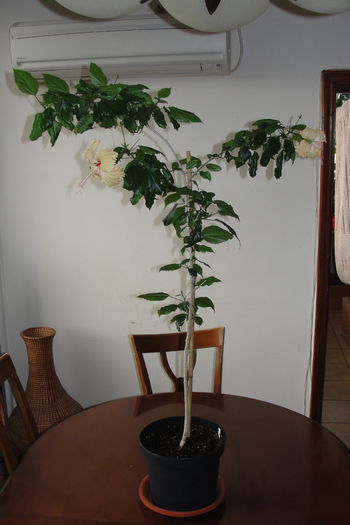  - A0-Hibiscus 2015-1