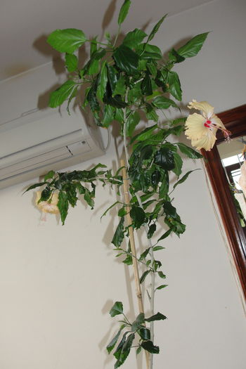  - A0-Hibiscus 2015-1