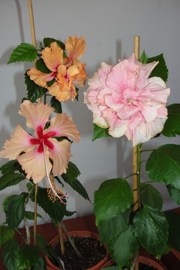 Hawaian Salmon  Classic Pink  El Capitolio Sport - A0-Hibiscus 2015-1