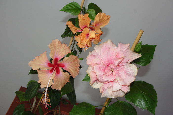  - A0-Hibiscus 2015-1