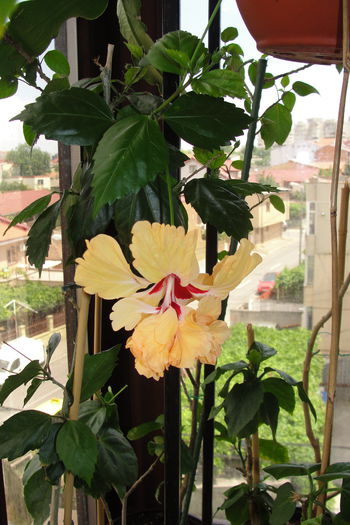 El CApitolio Sport of Sport - A0-Hibiscus 2015-1