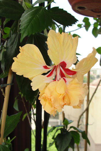  - A0-Hibiscus 2015-1