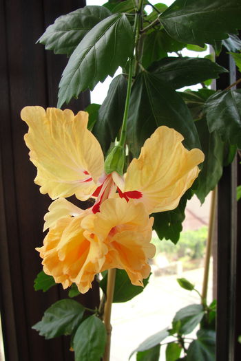  - A0-Hibiscus 2015-1