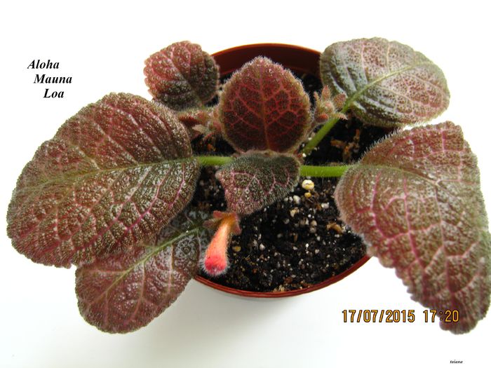 Aloha Mauna Loa - Episcia_A