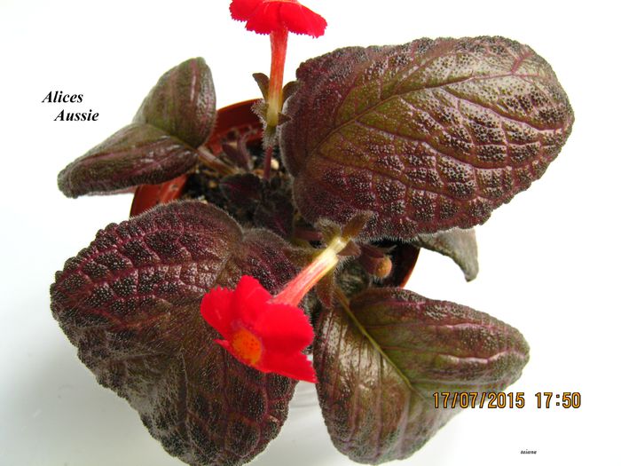 Alices Aussie 1 - Episcia_A