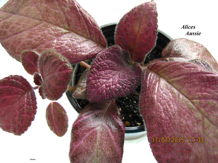 Alices Aussie 2 - Episcia_A