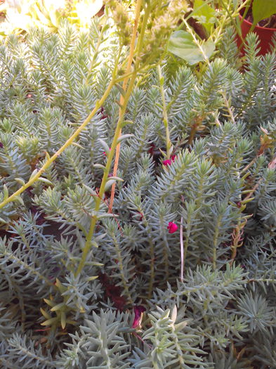 sedum bradut 3 lei - CANA Indica si alte flori de vanzare 2015