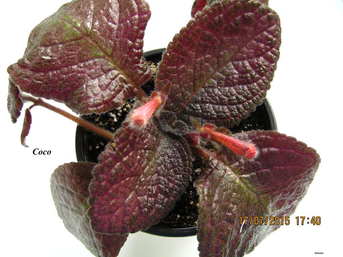 Coco - Episcia_C