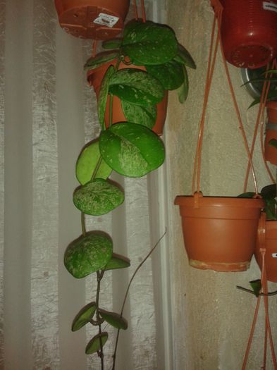 20150717_234400 - obovata