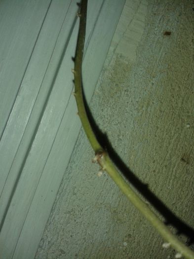 20150717_234152 - obovata