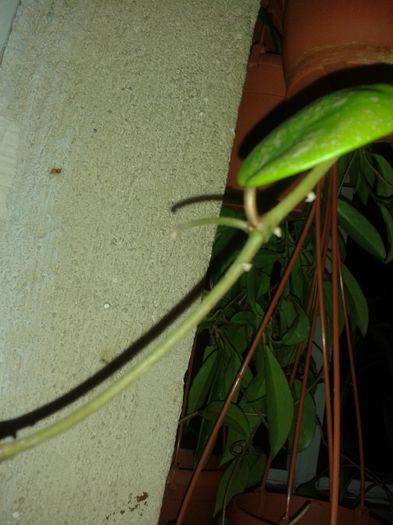 20150717_234143 - obovata