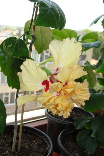  - A0-Hibiscus 2015-1