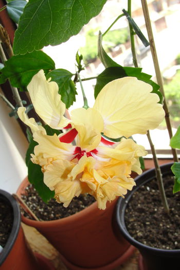  - A0-Hibiscus 2015-1