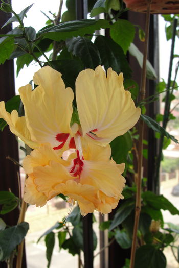 El Capitolio Sport of Sport