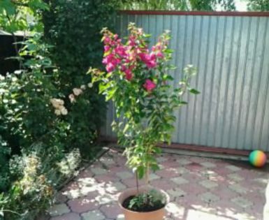 IMG_20150717copăcelul ciclam - Bougainvillea 2015