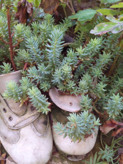 sedum reflexum