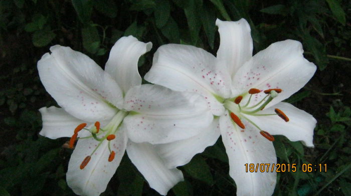 IMG_9707 - Lilium