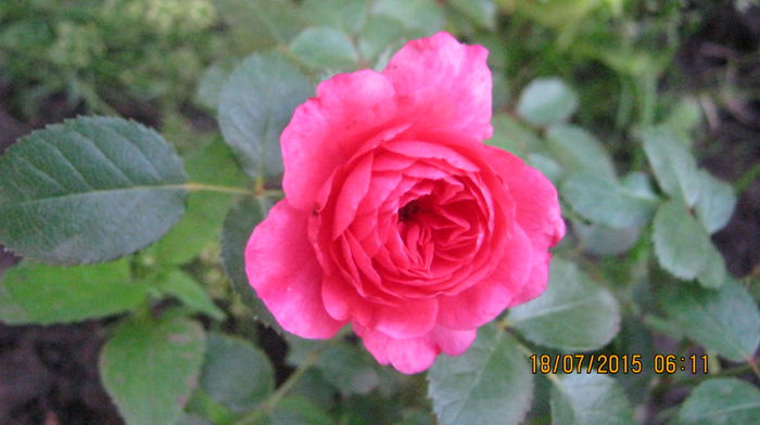roz pitic de gradina