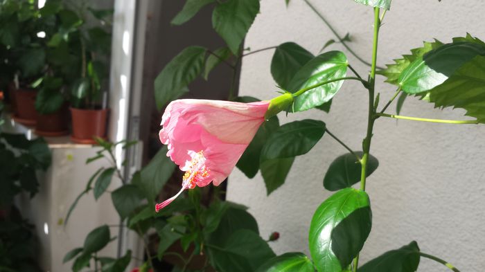 20150718_083716 - Flori 2015