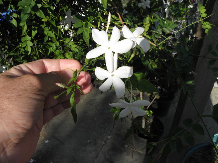 P7180007 - Jasmin - Officinale grandiflorum sau Poet s Jasmin