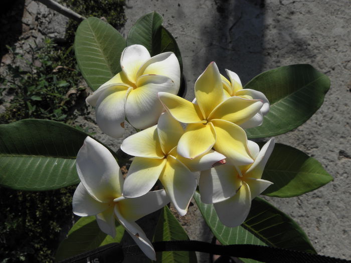 P7180004 - Plumeria - galbena