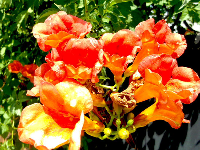 Trumpet Vine Creeper - Cum se numesc plantele