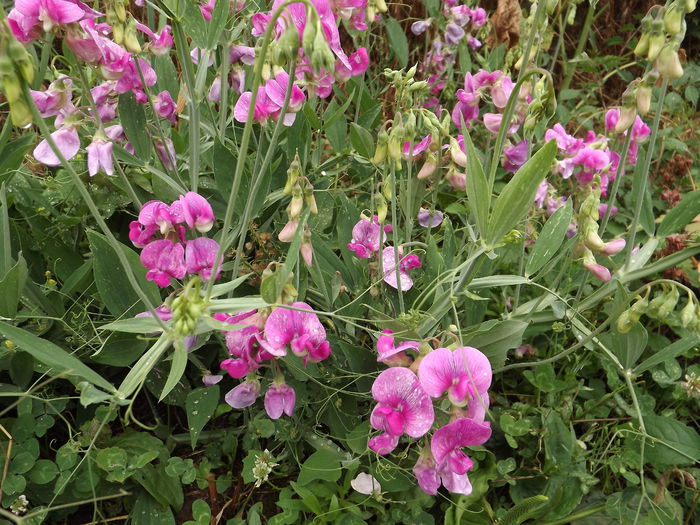 DSCF4021 - Flori amestec