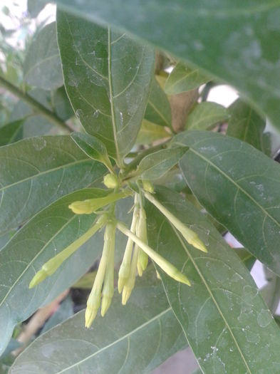 cestrum nocturnum