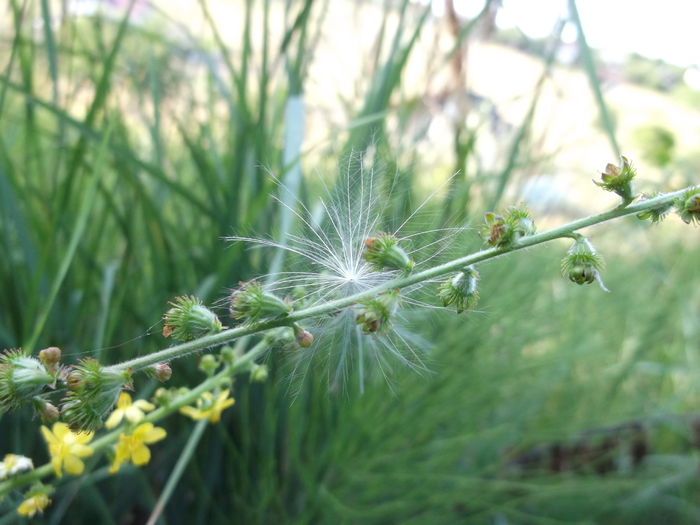 Imaginea 3 - Cum se numesc plantele