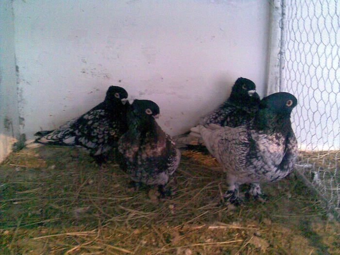 blondinet scris pe negru