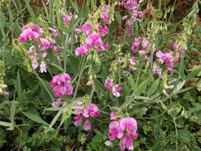 DSCF4022 - Flori amestec