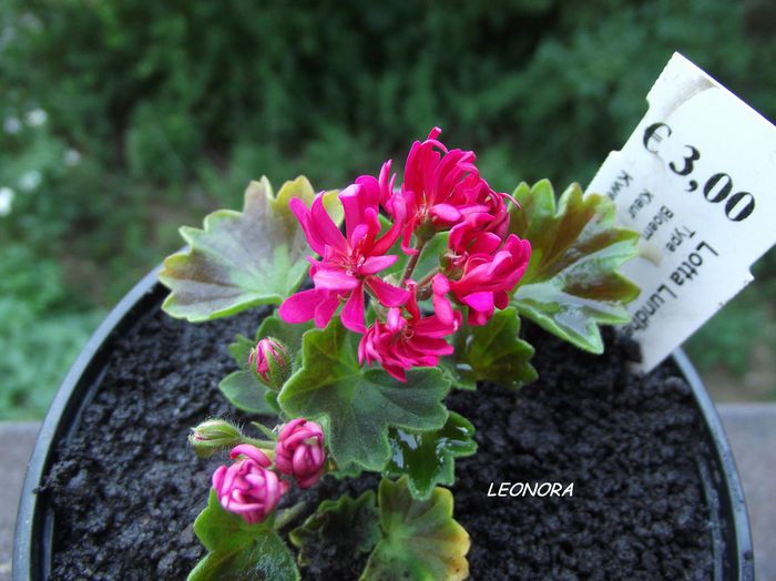 stellar lotta lundberg -pierduta