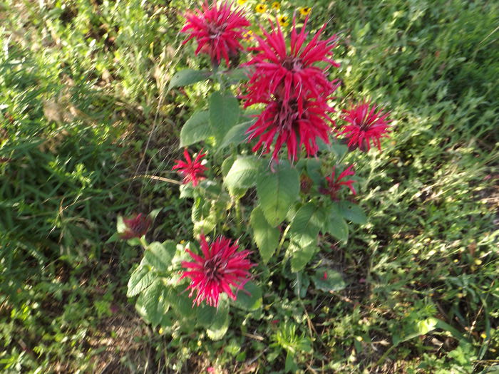 DSCF4029 - Flori amestec