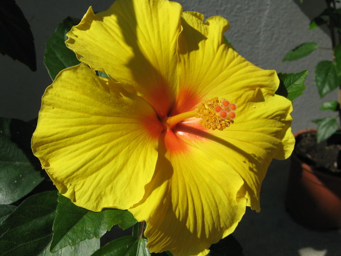 Picture My plants 4387