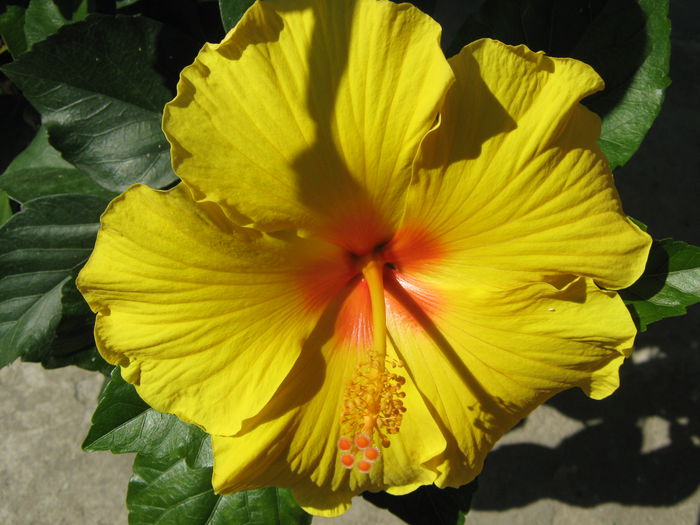 Picture My plants 4388 - Hibiscus Kim